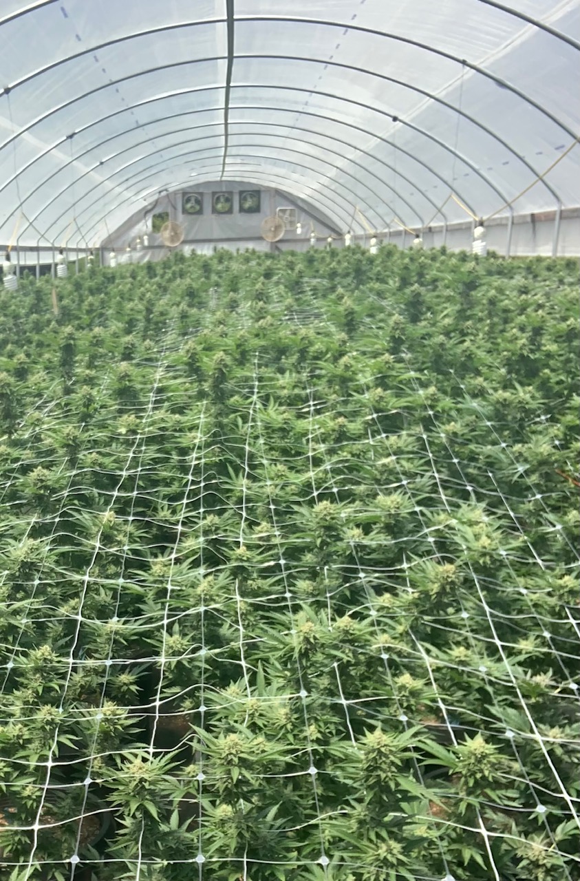 Plant Support Trellis
